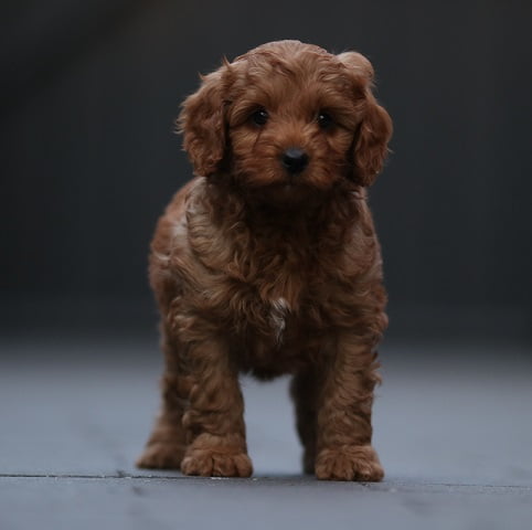 Brody, Australian Labradoodle pup