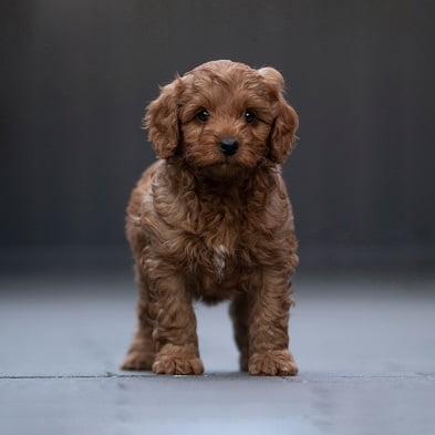 Brody, Australian Labradoodle pup