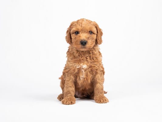 Hugo, Australian Labradoodle pup
