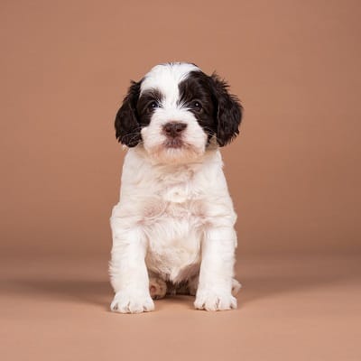 Kiki, choco parti Australian Labradoodle
