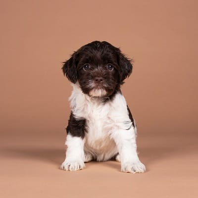 Kyra, choco parti Mini Australian Labradoodle