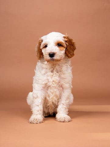 Lina, Australian Labradoodle pup