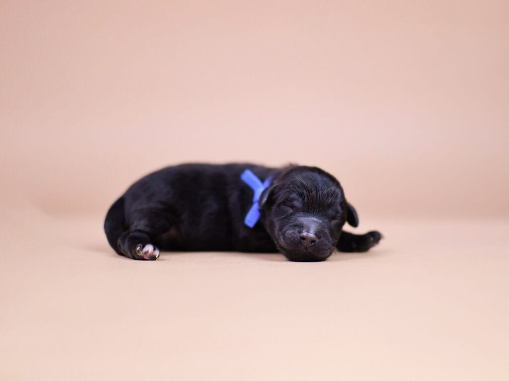 Pepijn, Australian Labradoodle pup