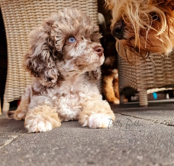 Sophia, choco merle Dwergpoedel