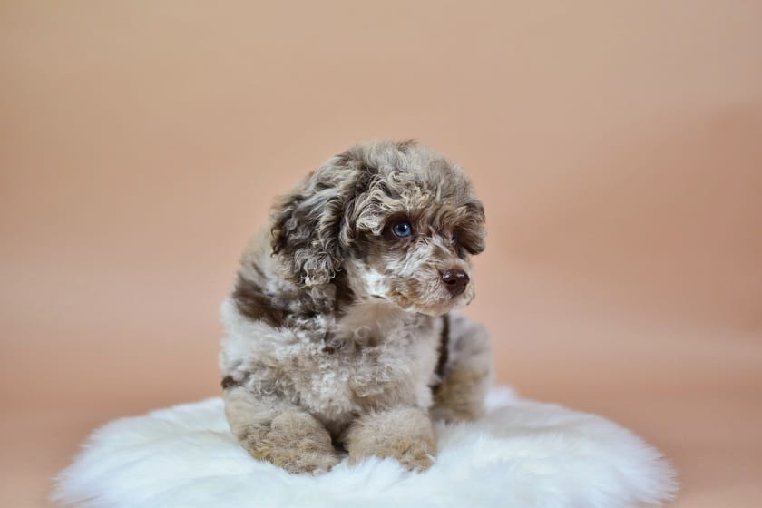 Sophia, choco merle Dwergpoedel