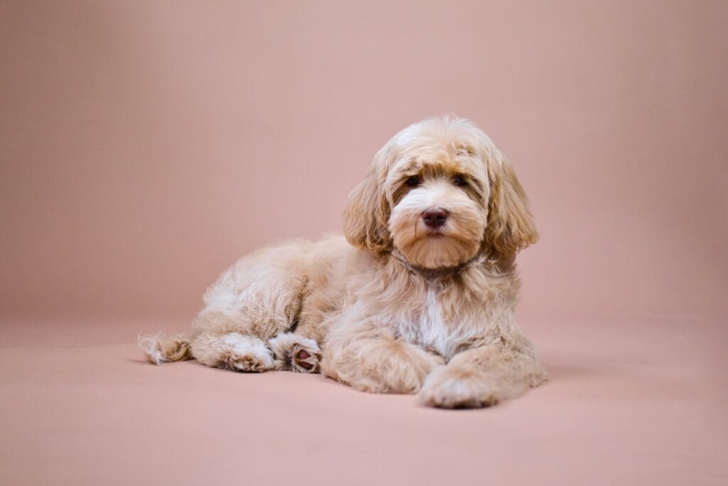 Lichtbruine Labradoodle liggend voor een roze achtergrond