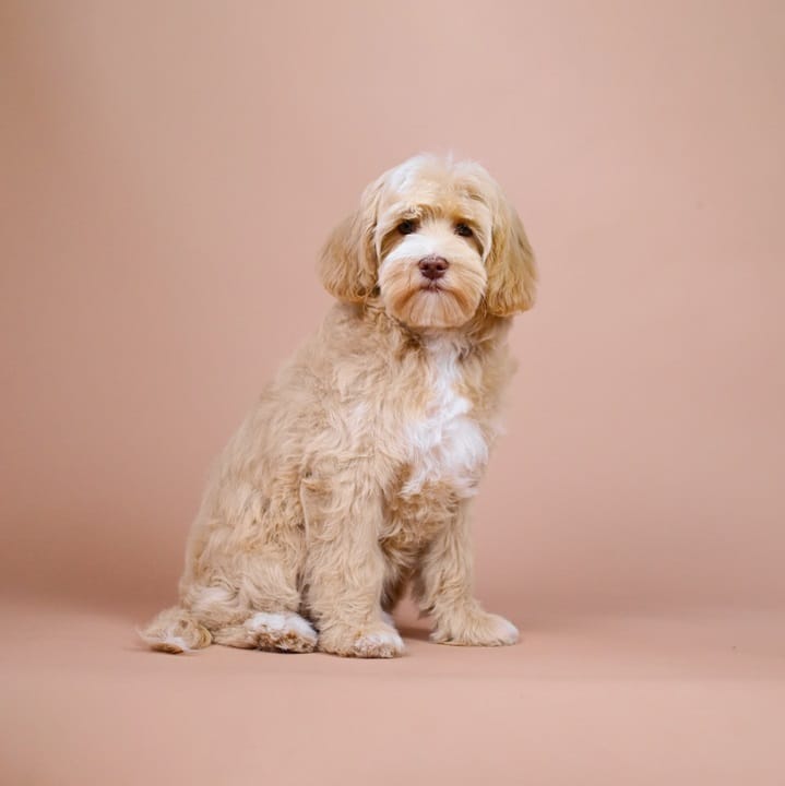 Lichtbruine Labradoodle zittend voor een roze achtergrond