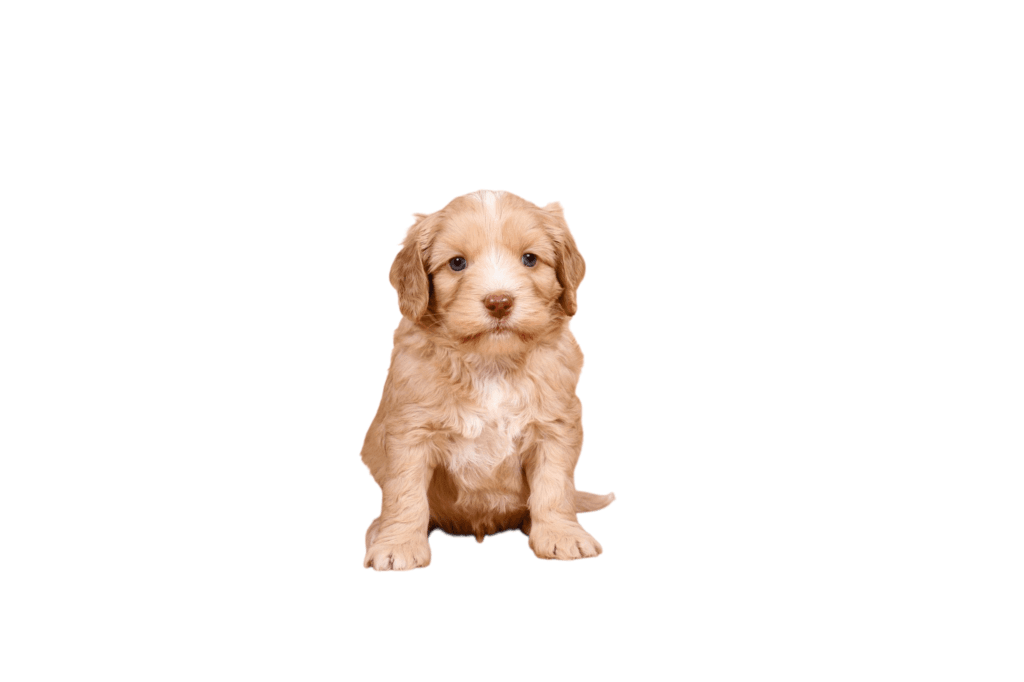 Lichtbruine puppy met witte borst en golvende vacht