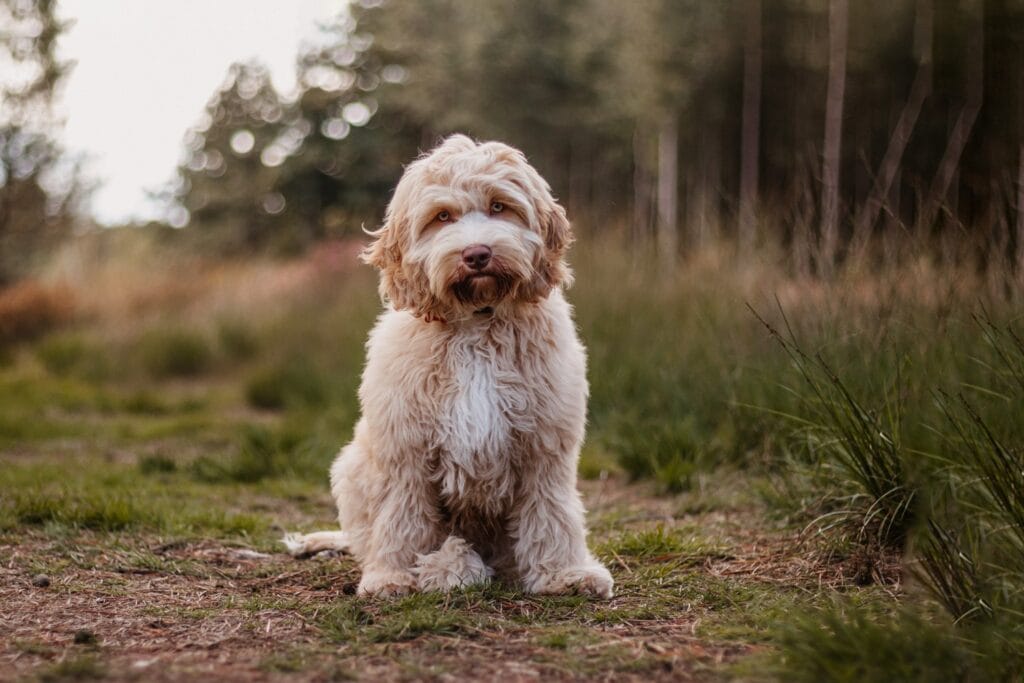 Nigel, rood caramel Medium Australian Labradoodle