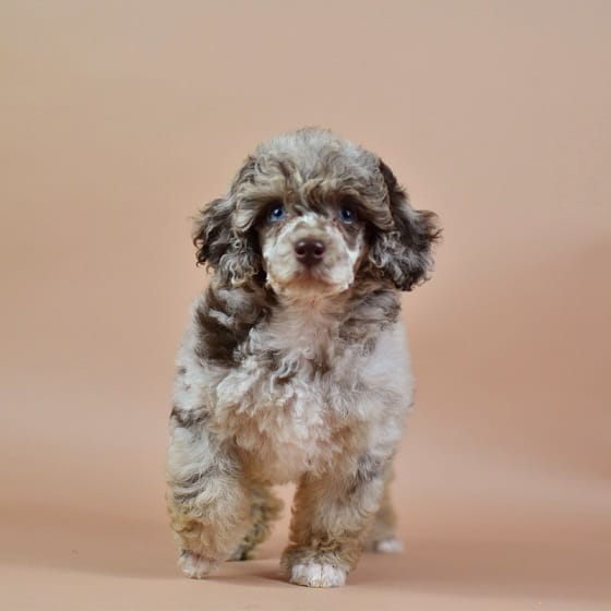 Sophia, choco merle Dwergpoedel