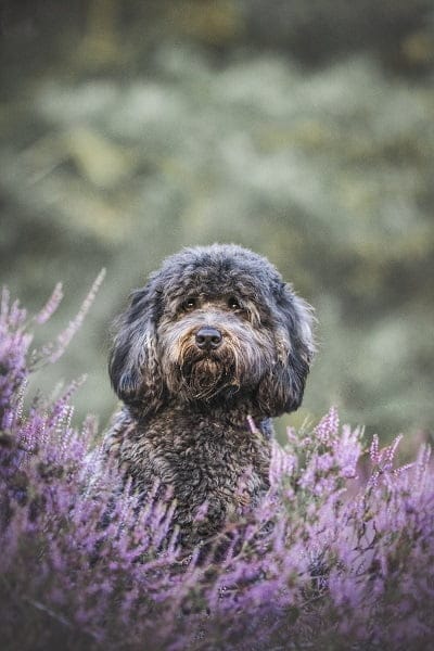 Abbey, zwart Medium Australian Labradoodle