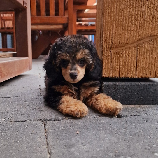 Mia