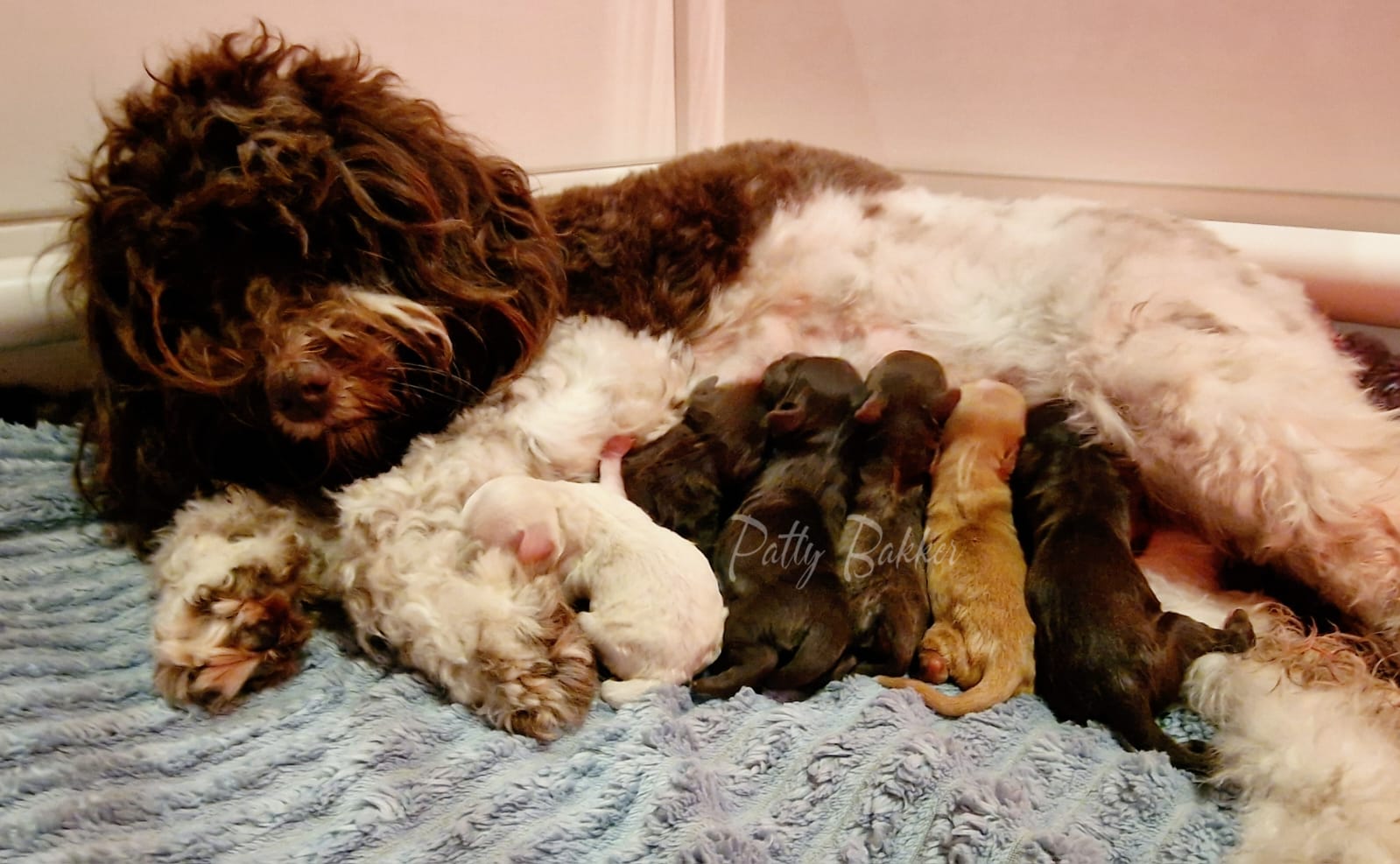 Choco babies
