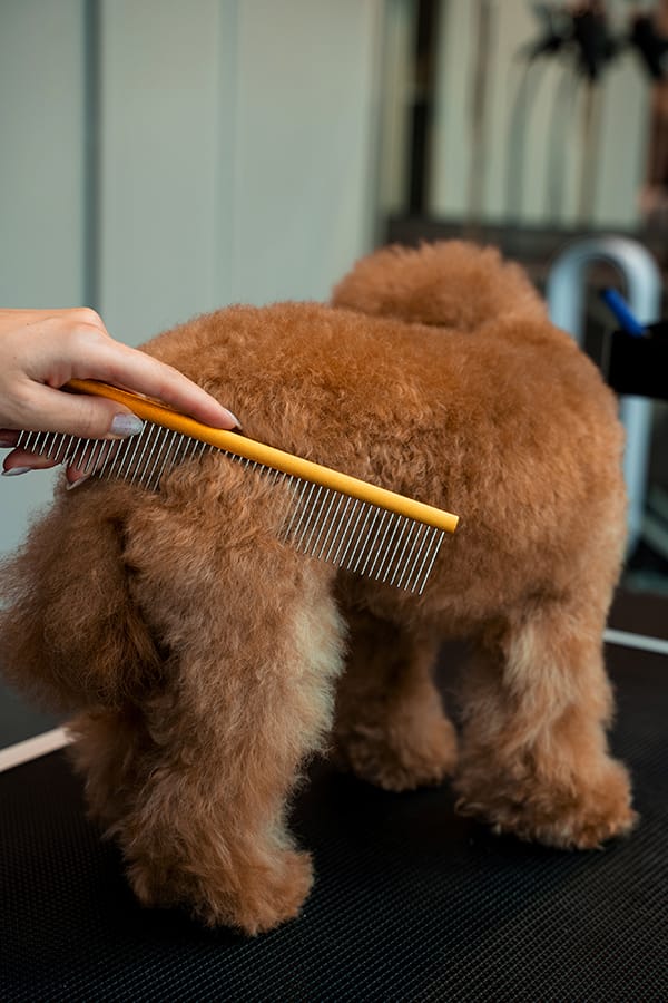 Krullende vacht van een hond wordt zorgvuldig uitgekamd