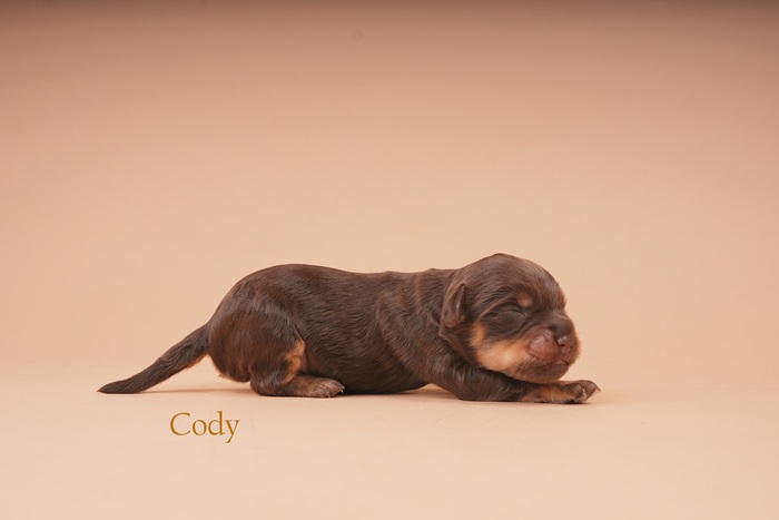 Cody