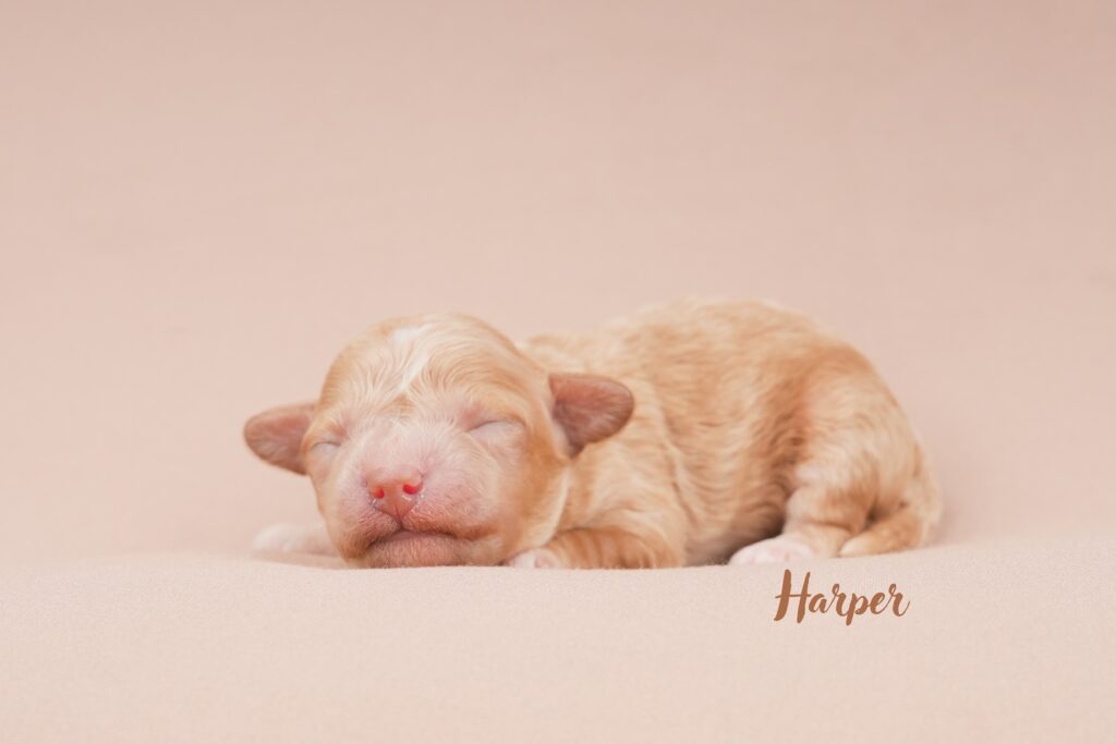Harper
