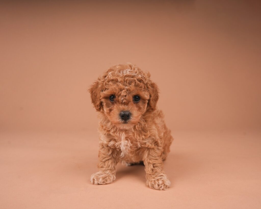 Harper