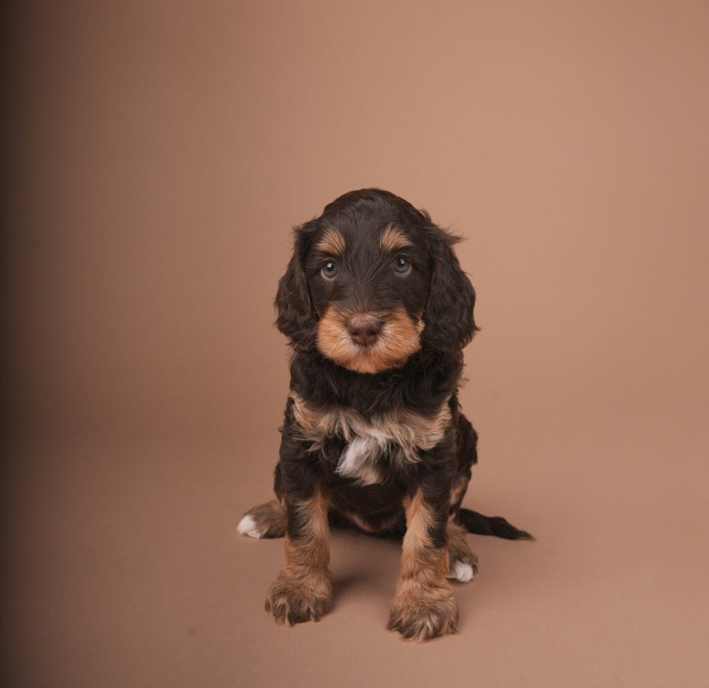 Julia, choco phantom Australian Labradoodle pup