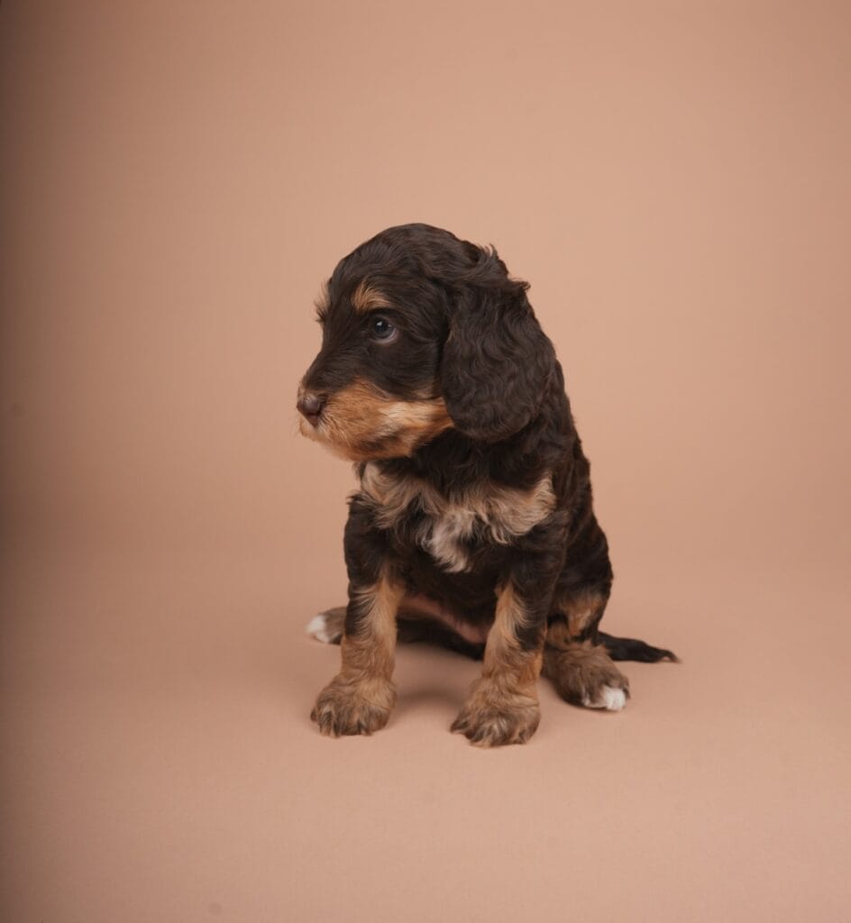 Julia, choco phantom Australian Labradoodle pup