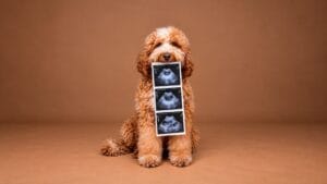 Babs met de echofoto's van haar pups