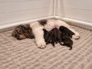 Coco ligt met haar pasgeboren pups in de werpkist