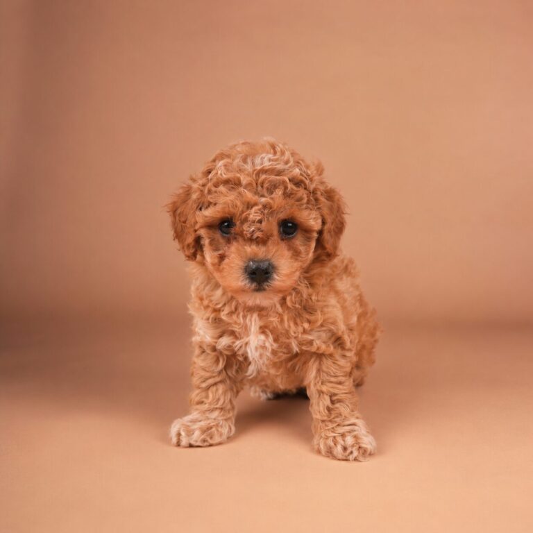 Harper
