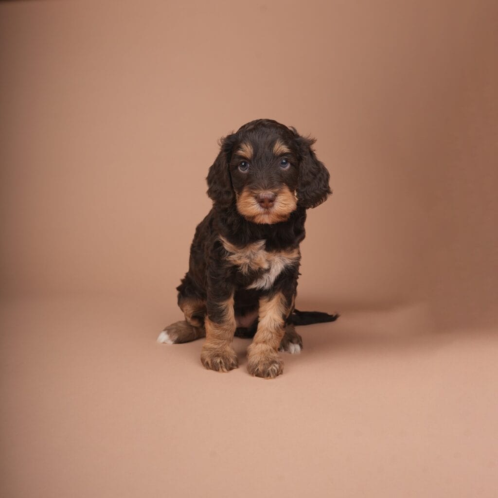 Julia, choco phantom Australian Labradoodle pup
