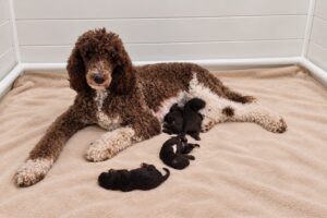 Maddie ligt met haar pasgeboren pups in de werpkist
