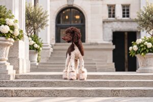 Stella, Standaard Poodle, op een stenen trap
