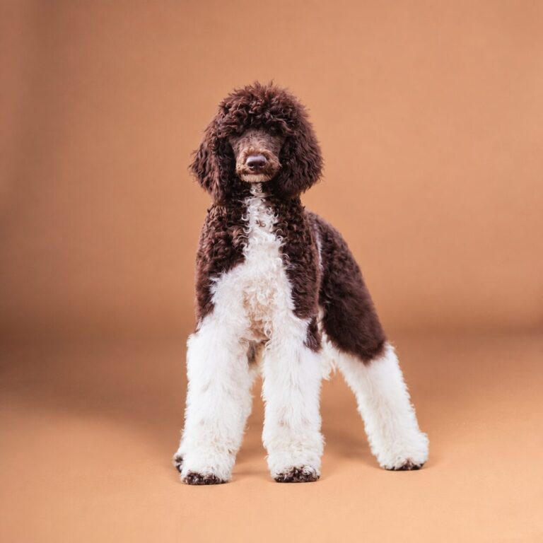 Stella