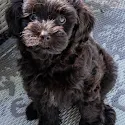 Donkere Labradoodle puppy zit en kijkt naar de camera
