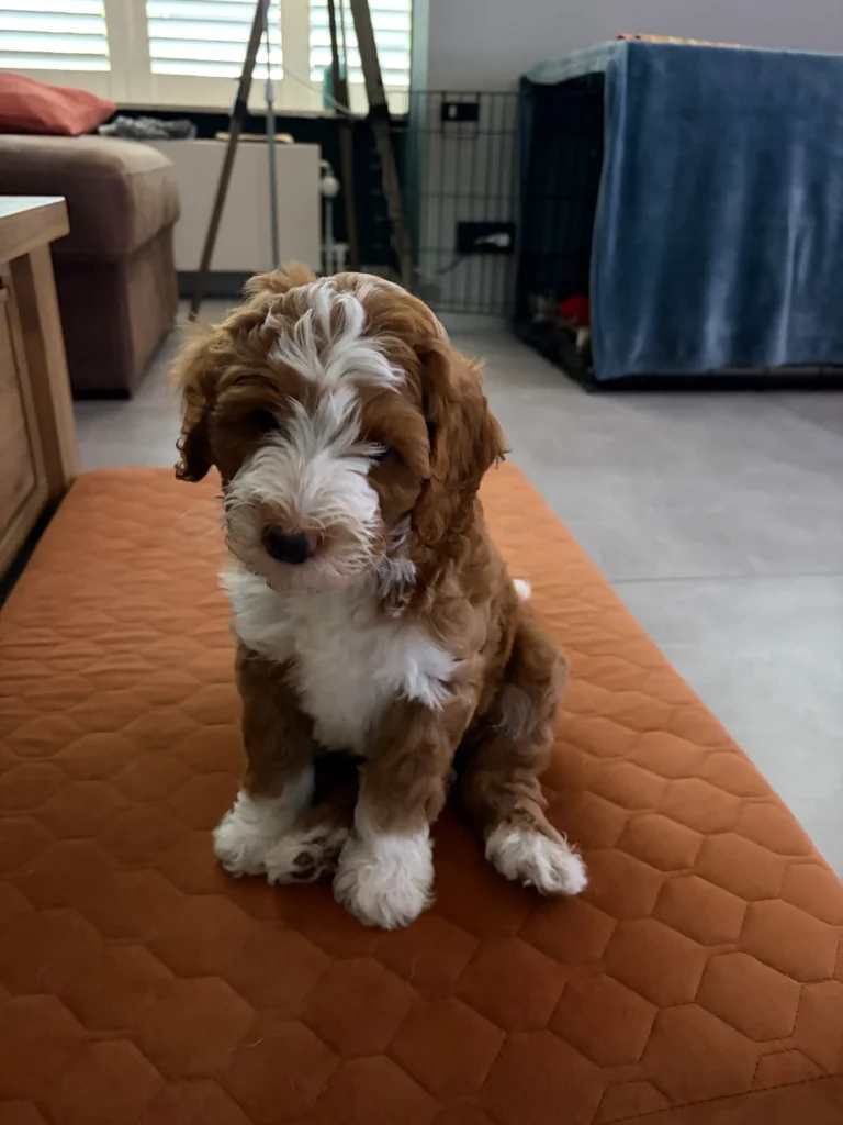 Bruin-witte Labradoodle puppy zit op een kussen