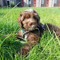 Bruine Labradoodle puppy ligt buiten in het gras