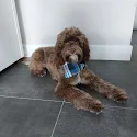 Bruine Labradoodle ligt op de vloer met een blauw speeltje