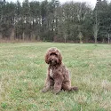 Bruine Labradoodle zit buiten in het gras