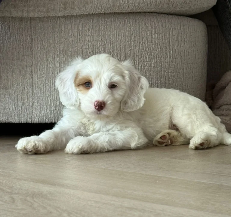 Witte Australian Labradoodle-pup met lichte bruine aftekening bij het oog
