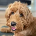 Lichtbruine Labradoodle kijkt naar de camera