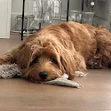 Bruine Labradoodle ligt op de vloer met een kauwbot