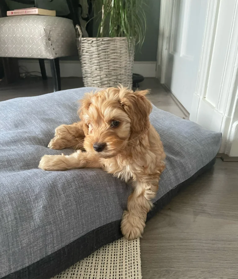 Lichtbruine Australian Labradoodle-pup liggend op een hondenkussen