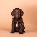 Bruine Labradoodle puppy met witte borst zit voor de camera