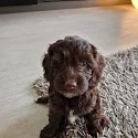 Bruine Labradoodle puppy zit op een kleed