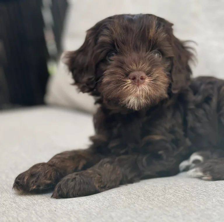 Bruine Australian Labradoodle-pup liggend op de bank
