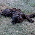 Donkere Labradoodle ligt ontspannen buiten in het gras