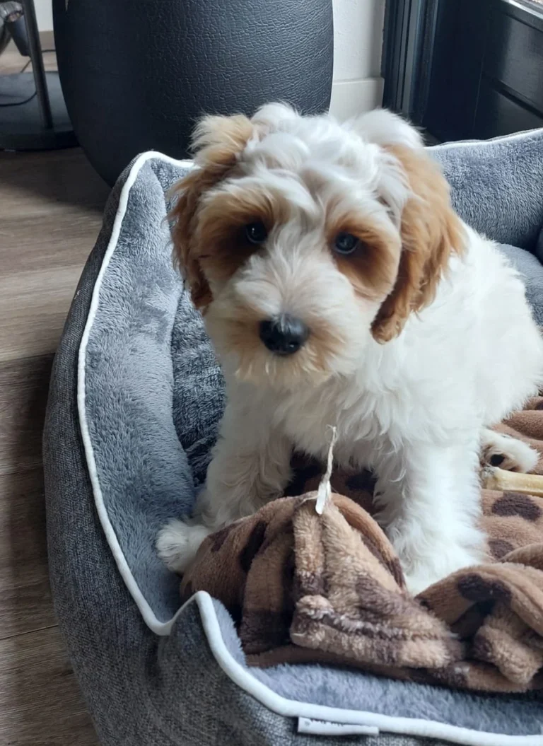 Australian Labradoodle-pup met witte en bruine vacht in een hondenmand