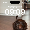 Bruine Labradoodle puppy kijkt naar de camera