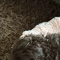 Labradoodle ligt ontspannen op een donker kleed