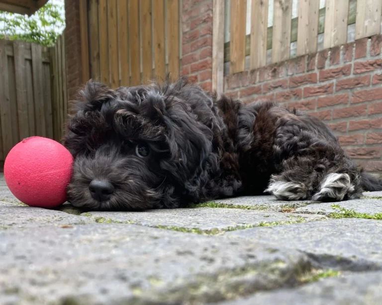Donkerbruine Australian Labradoodle-pup liggend naast een rode bal
