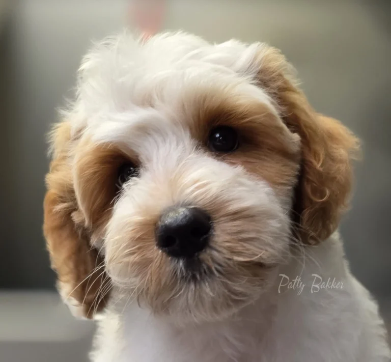 Close-up van een witte Australian Labradoodle-pup met bruine aftekeningen