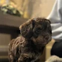 Donkere Labradoodle puppy zit binnen