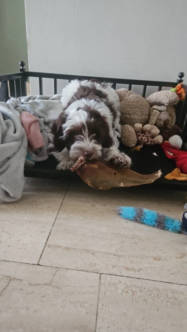 Bruin-witte Australian Labradoodle met kauwsnack tussen het speelgoed